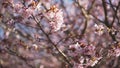 Sakura in bloom in sunny spring day Royalty Free Stock Photo