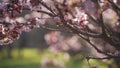 Sakura in bloom in sunny spring day Royalty Free Stock Photo