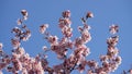 Sakura in bloom in sunny spring day Royalty Free Stock Photo