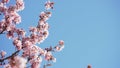 Sakura in bloom in sunny spring day Royalty Free Stock Photo
