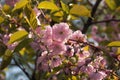 Sakura bloomed in the garden in spring