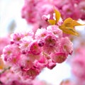 Sakura blooming Royalty Free Stock Photo