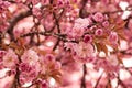 Sakura blooming Royalty Free Stock Photo