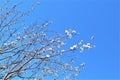 Sakura blooming on a blue background Spring, flowering and nature concept. Beautiful white apricot/cherry flowers