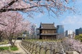 Sakura blooming at Fukuoka castle, Japan Royalty Free Stock Photo
