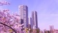 Sakura blooming in springtime at Tokyo Ueno Park Royalty Free Stock Photo