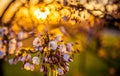 Sakura blooming Royalty Free Stock Photo