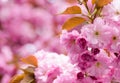 Sakura blooming tree., natural floral background. beautiful spring flowers. pink cherry tree flower. new life beginning Royalty Free Stock Photo