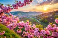 Sakura Blooms in Transcarpathia Delicate Pink Flowers Royalty Free Stock Photo