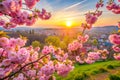Sakura Blooms in Transcarpathia Delicate Pink Flowers Royalty Free Stock Photo