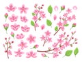 Sakura blossom. Asia cherry, peach flowers. Isolated almond garden or park plants. Pink budding floral petal and