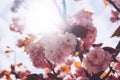 Sakura blossom on background sun flare, macro pink cherry tree in spring garden, beautiful romantic flowers for card clean space Royalty Free Stock Photo