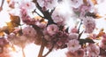 Sakura blossom on background sun flare, macro pink cherry tree in spring garden, beautiful romantic flowers for card clean space Royalty Free Stock Photo