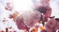 Sakura blossom on background sun flare, macro pink cherry tree in spring garden, beautiful romantic flowers for card clean space Royalty Free Stock Photo