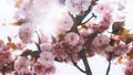 sakura blossom on background sun flare, macro pink cherry tree in spring garden, beautiful romantic flowers for card clean space Royalty Free Stock Photo