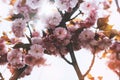 Sakura blossom on background sun flare, macro pink cherry tree in spring garden, beautiful romantic flowers for card clean space Royalty Free Stock Photo