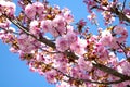 Sakura blossom in beautiful natural park. Pink flowers on the blue background sky behind. Springtime in Slovenia Royalty Free Stock Photo