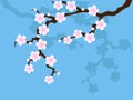 Sakura blossom on blue