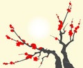 Sakura blossom branch