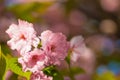 Sakura blossom branch on colorful bokeh background
