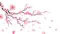 Sakura blossom branch. Falling petals, flowers. Isolated flying realistic japanese pink cherry or apricot floral Royalty Free Stock Photo