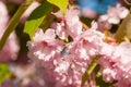 Sakura Blossom Branch