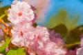 Sakura Blossom Branch