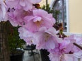 Sakura blossom branch. Pink flowers. Royalty Free Stock Photo