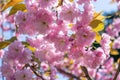 Sakura Blossom Branch at Sunny Spring Day Royalty Free Stock Photo