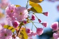 Sakura Blossom Branch at Sunny Spring Day Royalty Free Stock Photo