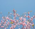 Sakura blossom - brunches with soft pink flowers of Japan cherry Royalty Free Stock Photo