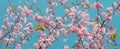 Sakura blossom - brunches with soft pink flowers of Japan cherry Royalty Free Stock Photo