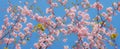 Sakura blossom - brunches with soft pink flowers of Japan cherry Royalty Free Stock Photo