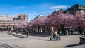 Sakura blossom in the central park of Stockholm. Lots of people relaxing outdoors at spring sunny day. Sakura blooming flowers