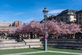 Sakura blossom in the central park of Stockholm. Lots of people relaxing outdoors at spring sunny day. Sakura blooming flowers Royalty Free Stock Photo