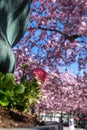 Sakura blossom in the central park of Stockholm. Lots of people relaxing outdoors at spring sunny day. Sakura blooming flowers Royalty Free Stock Photo