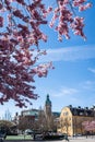 Sakura blossom in the central park of Stockholm. Lots of people relaxing outdoors at spring sunny day. Sakura blooming flowers Royalty Free Stock Photo