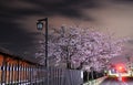 Sakura Blossom Royalty Free Stock Photo