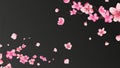 Sakura blossom. Falling petals, isolated flower elements. Flying realistic japanese apricot or pink cherry fall down