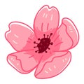 Sakura blossom, flourishing pink flora vector