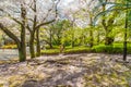 Sakura blossom in garden with pathway Royalty Free Stock Photo