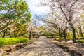 Sakura blossom in garden with pathway Royalty Free Stock Photo