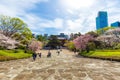 Sakura blossom in garden with pathway Royalty Free Stock Photo