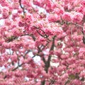 Sakura blossom  in Germany Royalty Free Stock Photo