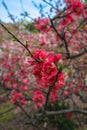 Sakura blossom, Japan Royalty Free Stock Photo