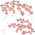 Sakura blossom - Japanese cherry tree Royalty Free Stock Photo