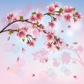 Sakura blossom - Japanese cherry tree background Royalty Free Stock Photo