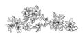 Sakura blossom, line japanese flowers. Outline japan or chinese floral branch, spring petals, hand drawn bloom