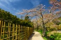 sakura blossom at Oshino Hakkai village Royalty Free Stock Photo