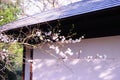 Sakura Blossom and Pavilion in a Japanese Garden Royalty Free Stock Photo